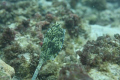 Scrawled Cowfish on the inside reef at Lauderdale by the Sea 