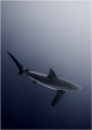 Silky Shark checking me out in the blue.  Cocos 2007. 