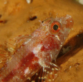 A curious critter. Bonaire. Canon XTi 100mm. 