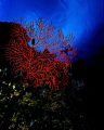 Red Reef - Image talen in Northern Fiji Islands with a Nikonos V, 15mm lens, Velvia film and SB103 strobe. 