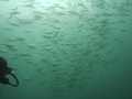 School of fish on the first reef line East of the Anglin pier 