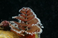 Christmas tree worm 