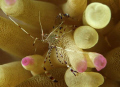 Pedersen's cleaner shrimp riding on an anemone. Bonaire. Canon 400D 100mm. 