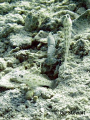 "A Pair of Gobies with Partner Shrimp"  With over 200 genera and an estimated 1500 species it's no surprise I couldn't find the specific species of Gobie.  This shot was taken on a dive off San Luis Beach in Guam on 11 December 2007.  