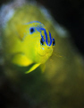 Stripes - Image taken in Cayman with a Nikon F4, 105mm lens, Aquatica housing and Ikelite strobe.  