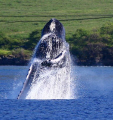 "Breach & Bow". Adult Humpback Whale breaching in the waters of Maui, HI. Thanks for looking. 