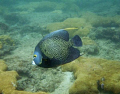 French Angelfish on the inside reef at Lauderdale by the Sea. 