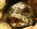 Jawfish 
