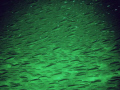 Massive school of Minnows 