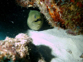 Large green moray eel hidden behind rock formation 