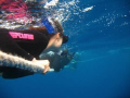 Looking for Minke Whales on the back-line.  Coral Sea, Australia.  Great Barrier Reef liveaboard 