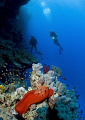 a Spanish Dancer on the wall at Elphinstone Reef
Nikon D-200 with 10.5mm lens 