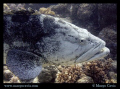 Large Potato Cod in Australia. (Grouper) 