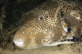 Large Puffer Fish 