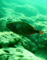 Parrot Fish on the inside reef at Lauderdale by the Sea 