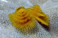Xmas tree worm, South Button Island, Andamans 