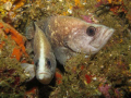 Pair of Greater Soapfish 