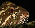 Resting - Image taken in Bonaire with a Nikon D100, 105mm lens Aquatica housing and Ikelite strobe. 