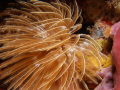 feather duster worm at v.j.levels dive site in parguera wall,,, 