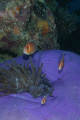 "Daddy ,Mammy and Me little Nemo" 