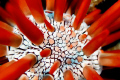 Red Pencil Urchin. Taken with my Canon 20d 60mm macro ISO 100 F4 1/60s. 
