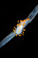 A Limacia clavigera nudibranch sitting on a string of sea lace covered in bryozoans. Nikon D200 in Nexus housing, 60mm, 2x Inon Z-240 strobes. 