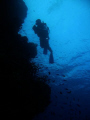 A diver on coral reef monitoring 