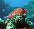 Hawkfish in the Sea of Cortez....Mexico 