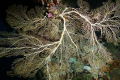 Large Sea Fan 