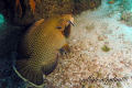 Big Wrasse at the Cleaning Station ... German Channel, Palau 