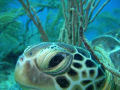 Green Turtle on the Boot reef 