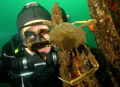 Diver and crab, Puget Sound, Seattle.   