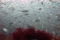 So many fish. Could barely see.  
