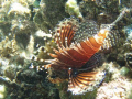 Lion fish tongatapu tonga taken with olympus 720 