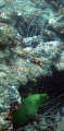 West Palm Beach, FL 
First big blue dive. 

 