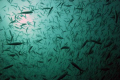 I love all the Fish!  