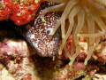 spotted eel inside a anemone at v.j.levels dive site in parguera area!! 