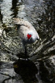 Sandhill Crane Hunting. Taken with Canon Rebel. No strobe. 