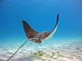 Ray over sand in shallow water 
