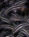 Juvenile striped catfish, Bare Island 