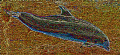 Mosaic of a dolphin. cropped and photoshoped- 