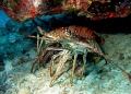 Two huge lobsters at Sail Rock, St. Thomas 