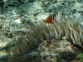 anemone fish swimming on a local harbour reef nuku'alofa tonga using olympus 720 
