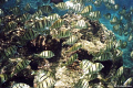 This photo was taken 13 years ago with a Reefmaster made by Sealife,it is film which I have scanned. It is fun looking thru my library of thousands of photos. These are Convict Tangs off  the beach called Tunnels in Kauai. A beautiful snorkeling reef. 