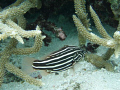Black and white stripe fish on local beach reef tongatapu Tonga 