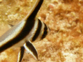 eye of baby spotted drum at los arcos dive site in parguera area!! 