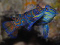 mating Mandarins 