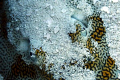 The eyes of a Ray.  Southern Sting Ray eyes and gills. 