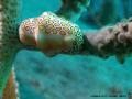 Flamingo Tongue (a type of snail), taken in 30' of water with an Olympus 7070 camera and Inon strobe on a wreck called the Copenhagen 