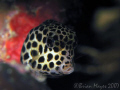 A cute juvenile Spotted Trunkfish (Lactophrys bicaudalis) tries to hide under a ledge, but not far enough for my small camera. <><><><>Canon G7, Inon UCL-165, St Vincent 